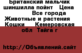 Британский мальчик шиншилла-пойнт › Цена ­ 5 000 - Все города Животные и растения » Кошки   . Кемеровская обл.,Тайга г.